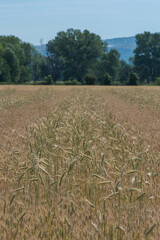 Cropping season in the countryside