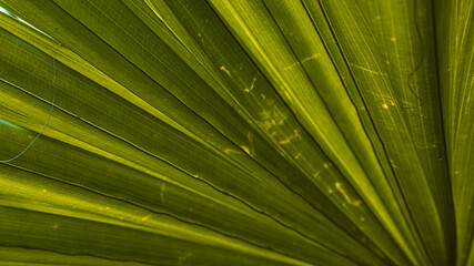 Tropikalne piękne zielone roślinne tło, zbliżenie na liście palmy. - obrazy, fototapety, plakaty