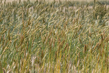 Wheat straws in selective focus