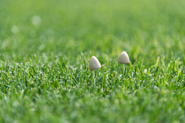 Two wild mushrooms in a garden