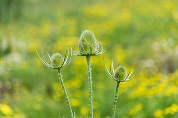 Three thistles in selective focus