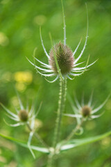 Three thistles in selective focus