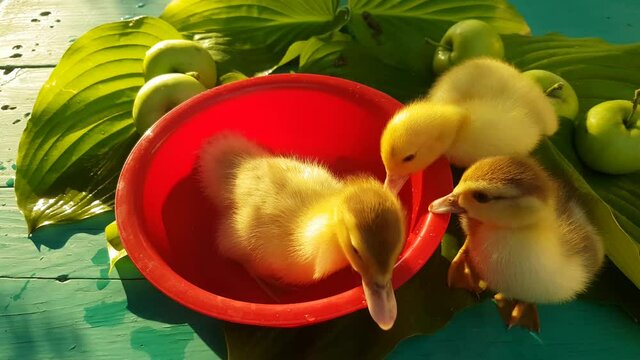 Three musk ducklings bathe in a red basin with apples
