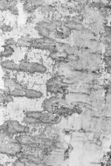 white birch bark with visible texture. background