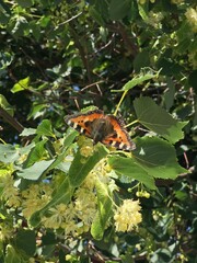 butterfly on a flower