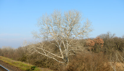 Naked autumn tree with white bark at the forest edge.
