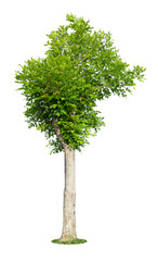 Fototapeta premium The freshness big green tree isolated on white.