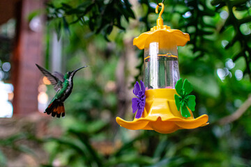 Colibrí acercandose a un bebedero de agua