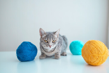 Young cute domestic cat with orange and blue clews of thread on a white table on a gray wall background