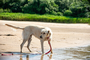 Perro en la playa con correa roja