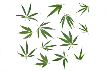 Flat lay composition with hemp leaves on white background.