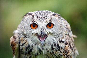 Siberian eagle owl close up head shots