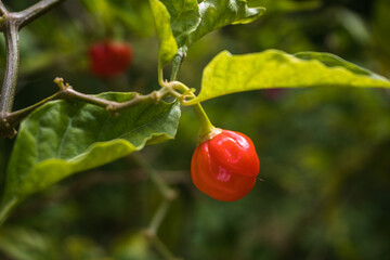 Papryka chili czerwona, owoc mały na roślinie w sadzie. - obrazy, fototapety, plakaty