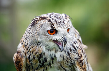 Siberian eagle owl close up head shots