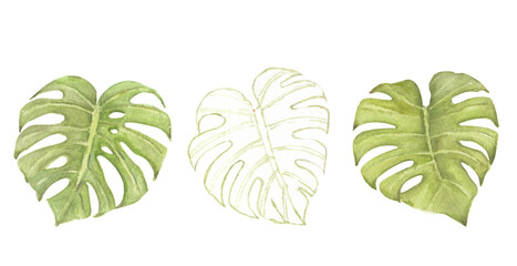 Set of monstera leaves on white background, watercolor hand drawn  - 449015635