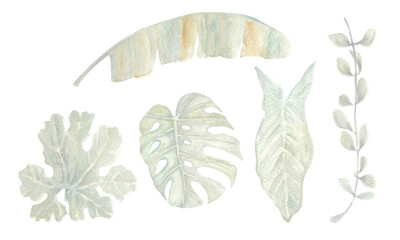 Set of pastel leaves on white background, watercolor hand drawn - 449015645