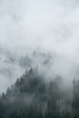 alberi bosco pioggia nebbia brutto tempo maltempo piogge piove nuvola nebbia 