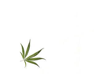 Flat lay composition with one hemp leaf at corner on white background.