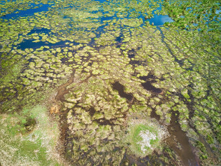 Aerial view of lush coastal wetlands