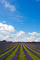 Lavender Field Summer Flowers Cotswolds Gloucestershire England