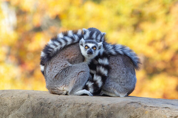 Ring Tailed Lemurs Huddled Together For Warmth