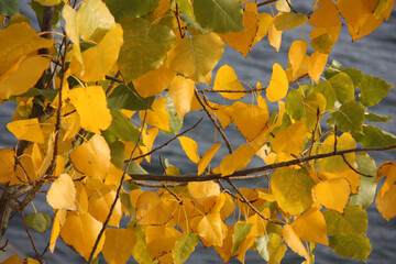 Feuilles dorées en automne