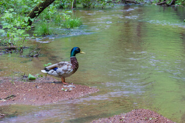 Close-up of a beautiful and colorful duck on a creek with granite chips