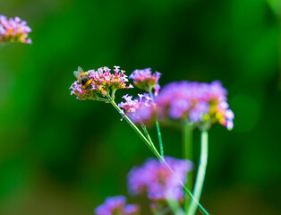 Colorful flowers and a bumblebee in a beautiful garden in bright sunlight in summer, Almere, Flevoland, The Netherlands, August, 2021