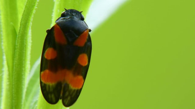 Cicada Cercopis vulnerata (also known as the black-and-red froghopper or red-and-black froghopper) flaps its wings while sitting on a tarragon leaf close-up