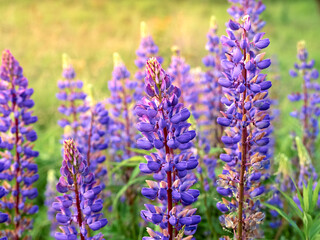 Lupin flowers blooms in the field.