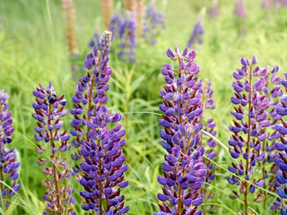 Lupin flowers blooms in the field.