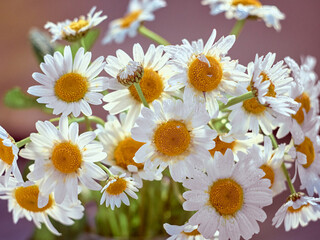 Fototapeta premium Bouquet of daisy flowers, close up.