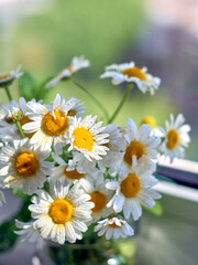 Bouquet of daisy flowers, close up.