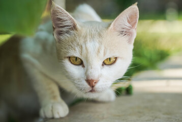 Portrait of a hunting cat in nature. Cat is resting on a sunny day in summer. 