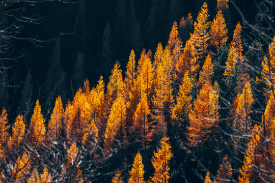 Colorful Tree In Autumn With Fallen Orange Leaves