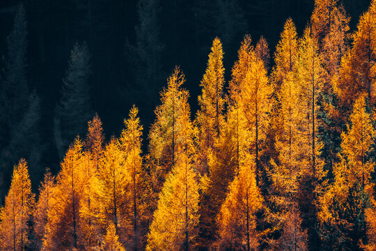 Colorful Tree In Autumn With Fallen Orange Leaves