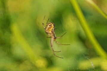 A one large spider on a web on a green background in nature