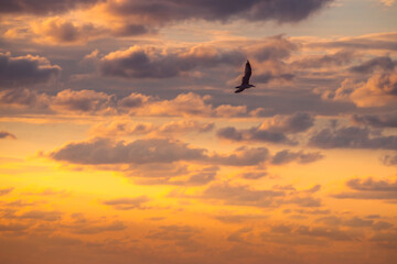 Dramatic sky cloud and bird. Flying seagulls over the sea on sunrise