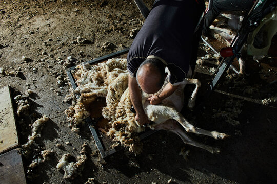 Man shearing sheep on farm