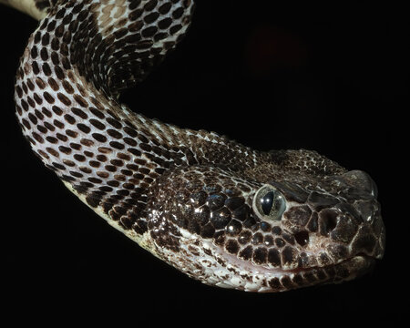 Timber Rattlesnake Portrait