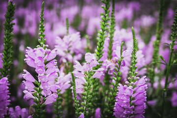 close up of lavender flowers