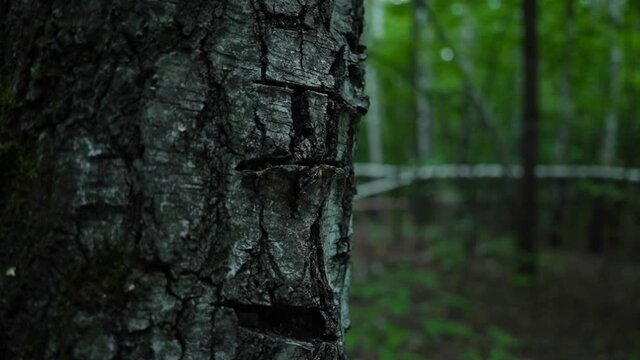 A tree with traces of an axe. The background is blurred