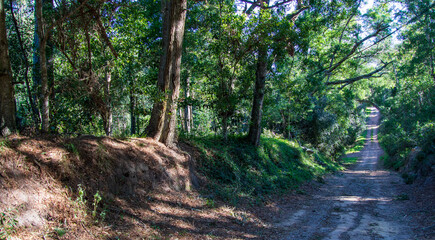 A dirt road meanders through a dense forest