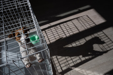 Sad dog Jack Russell Terrier sits in a cage and waits for food at an empty bowl