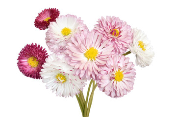 Bellis perennis flowers © nadin333