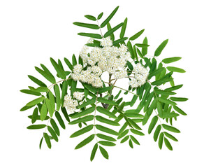 Sorbus aucuparia flowers