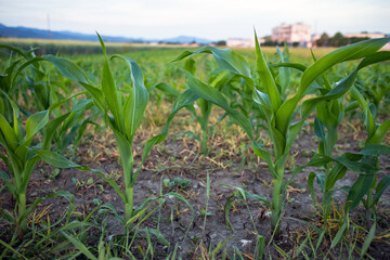 Green field with young corn on sunlight