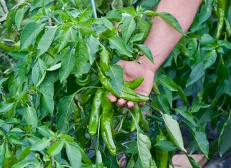Close-up of a hand picking up a bell pepper, holding.
