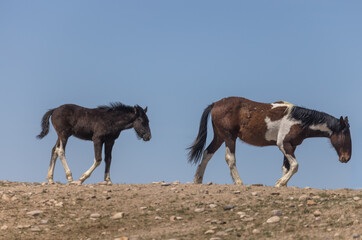 Wild Horse Mare and Foal in the Utah Desert