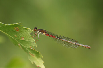 A pretty Small Red Damselfly, Ceriagrion tenellum, resting on a leaf.